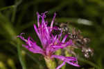 Narrowleaf ironweed 